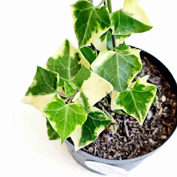 Hiedra Variegada - Imagen 2