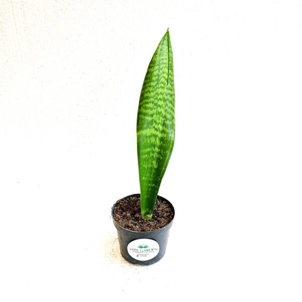 Sansevieria Trifasciata