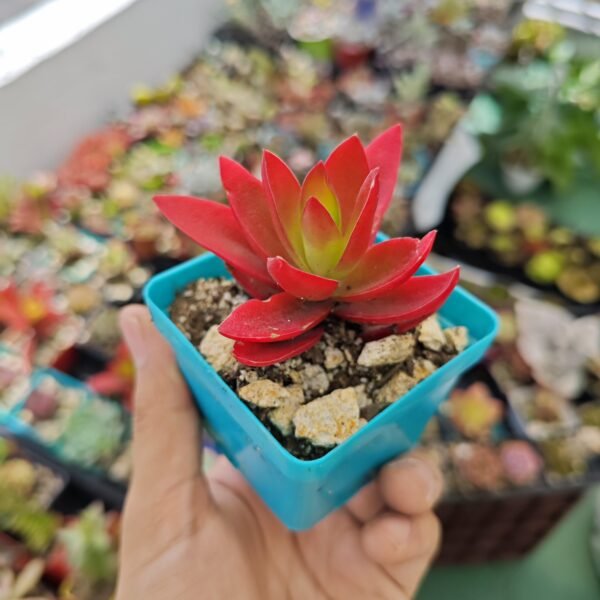 Crassula Capitella Camp Fire