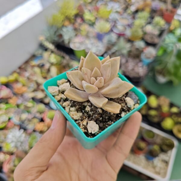 Graptopetalum Paraguayensis - Imagen 2