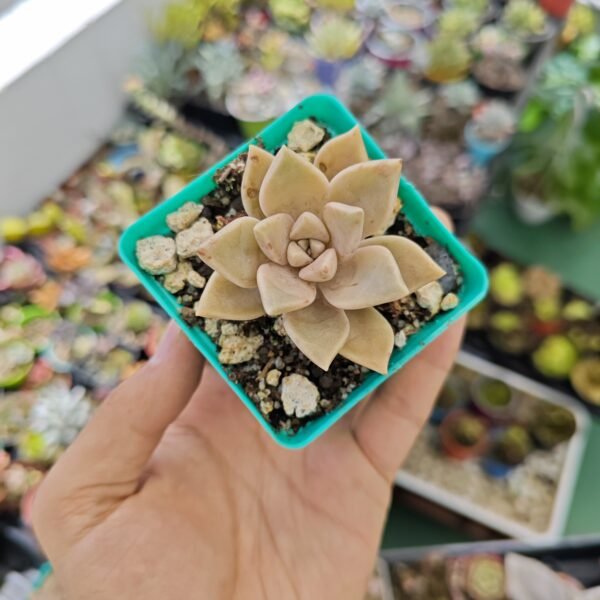 Graptopetalum Paraguayensis
