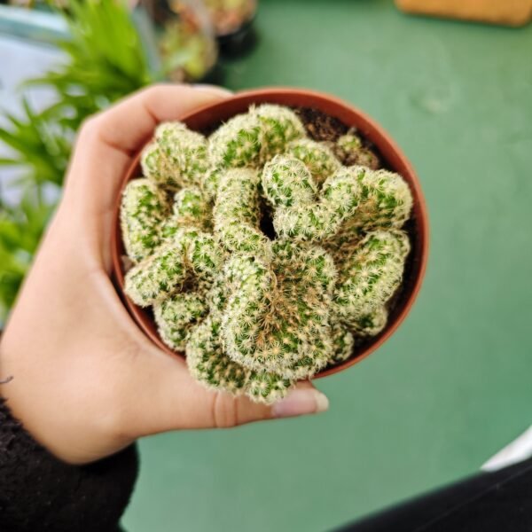 Mammillaria Elongata Crestata