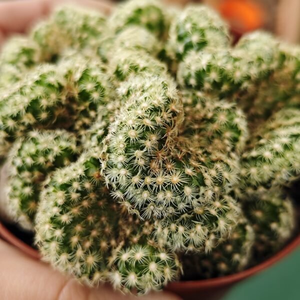 Mammillaria Elongata Crestata - Imagen 2