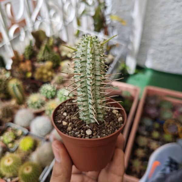 Euphorbia Mammillaris Variegada
