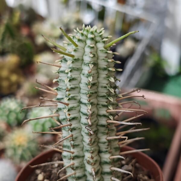 Euphorbia Mammillaris Variegada - Imagen 2