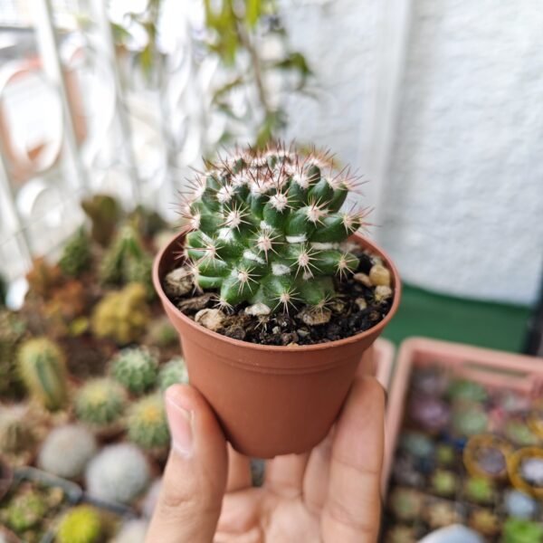 Mammillaria Mammillaris