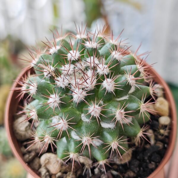 Mammillaria Mammillaris - Imagen 2