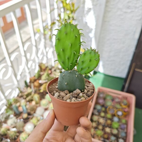 Opuntia Cochenillifera