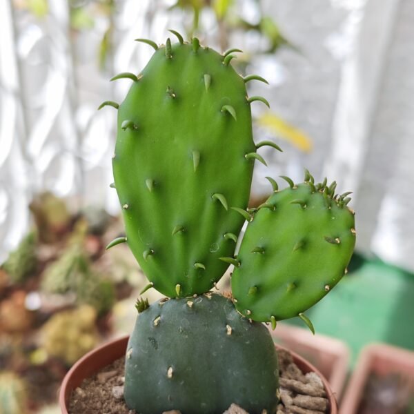 Opuntia Cochenillifera - Imagen 2