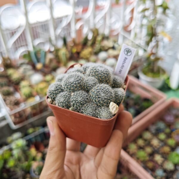 Rebutia Ssp.