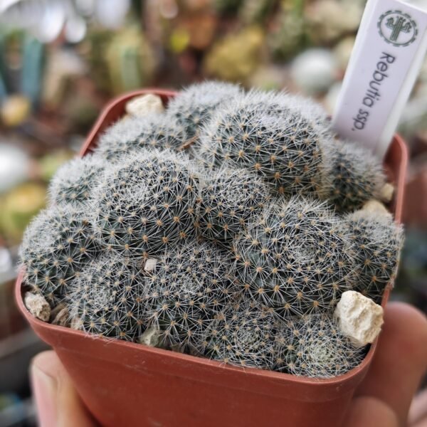 Rebutia Ssp. - Imagen 2
