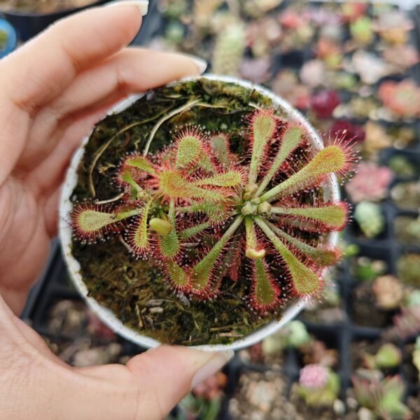 Drosera Tokaiensis