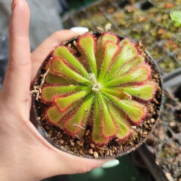 Drosera Aliciae