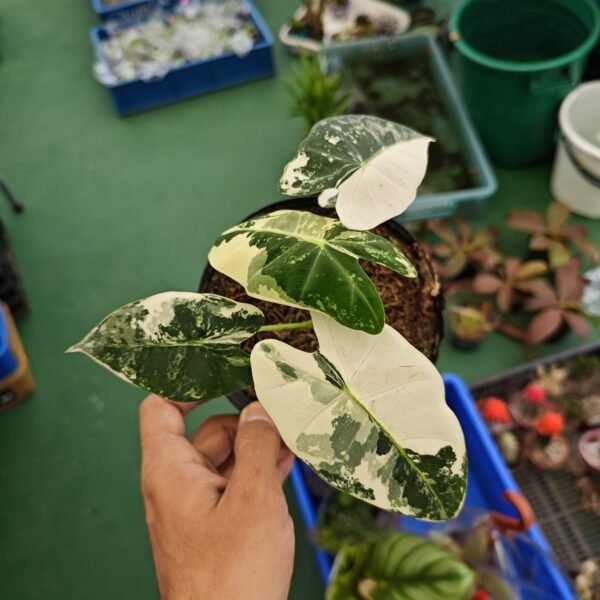 Alocasia Frydek Variegada