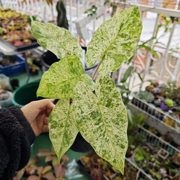Alocasia Odora