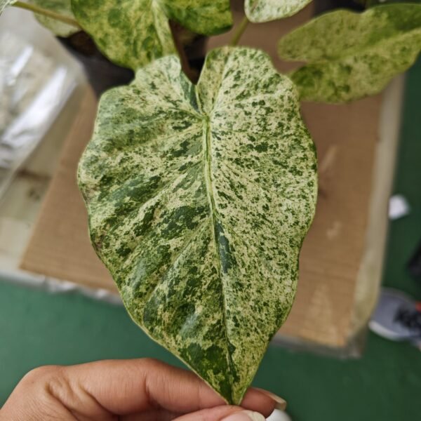 Alocasia Odora - Imagen 2