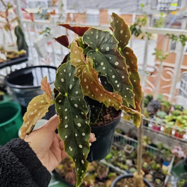 Begonia Maculata Importada