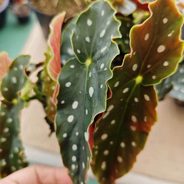 Begonia Maculata Importada - Imagen 2