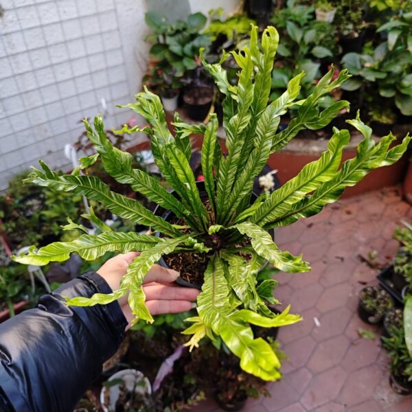 Helecho Variegado