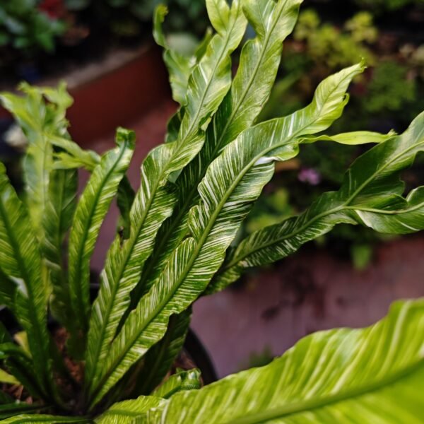 Helecho Variegado - Imagen 3