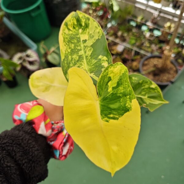 Philodendron Burle Marx