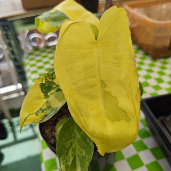 Philodendron Burle Marx - Imagen 2