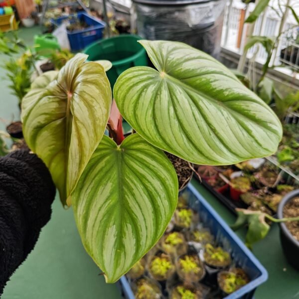 Philodendron Plowmanii