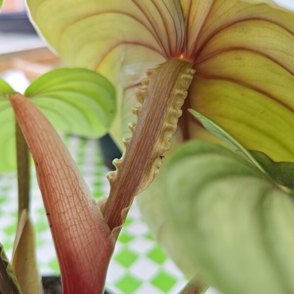 Philodendron Plowmanii - Imagen 2