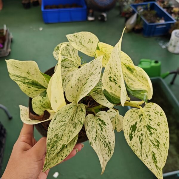 Miami Marble Queen
