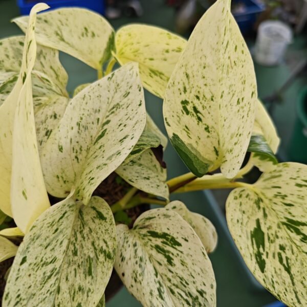 Miami Marble Queen - Imagen 2
