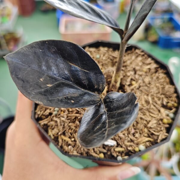 Zamioculca Raven Black - Imagen 2