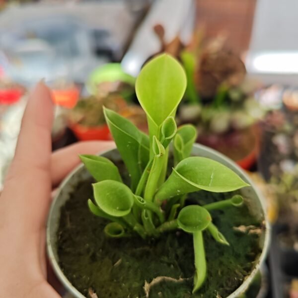 Heliamphora Minor X Heterodoxa