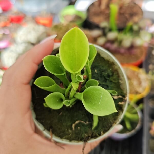 Heliamphora Minor X Heterodoxa - Imagen 2