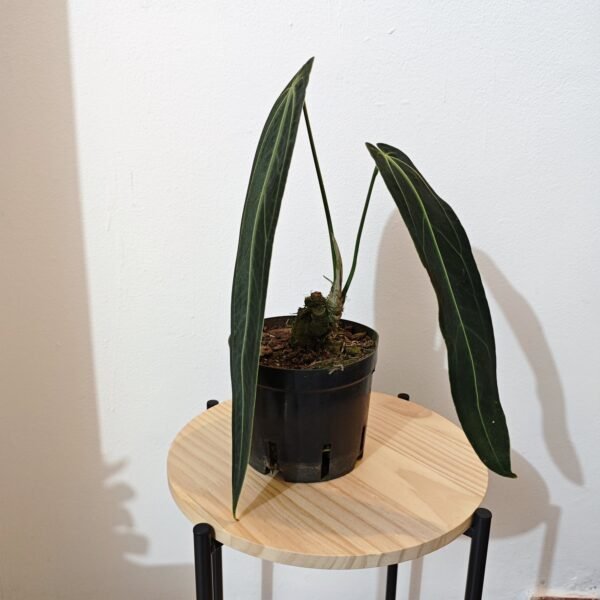 Anturio Warocqueanum - Imagen 2