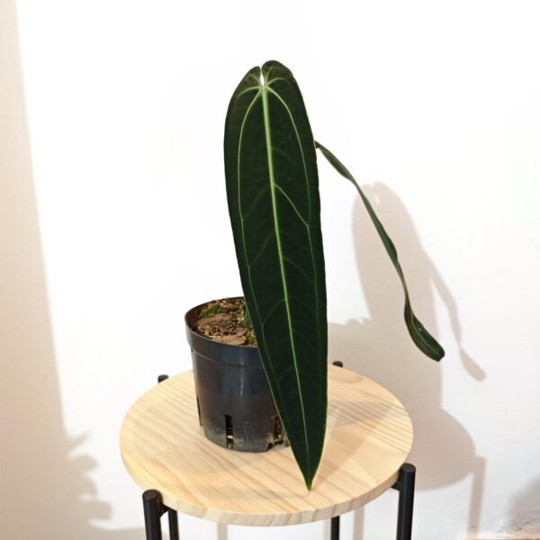 Anturio Warocqueanum