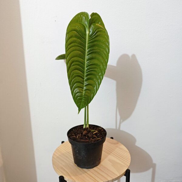 Anturio Veitchii