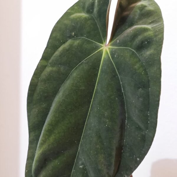 Anturio Papillilaminum - Imagen 3