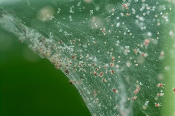 Insecticida Químico para Araña Roja