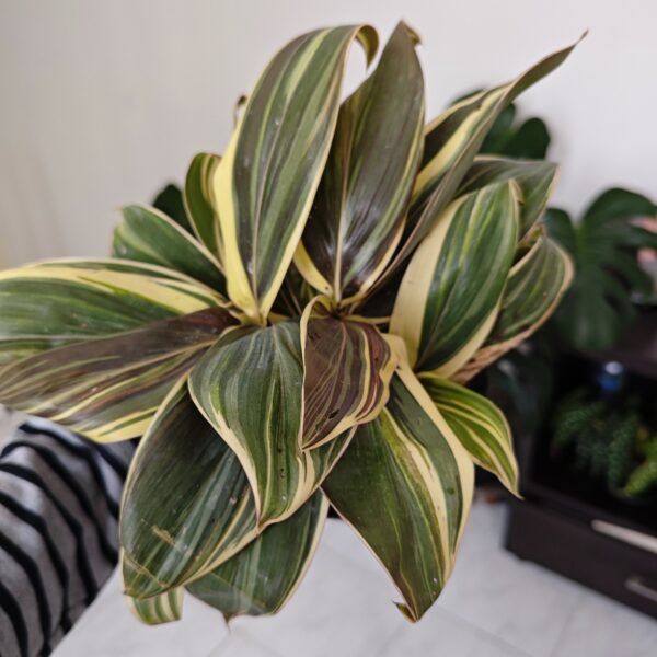Cordyline Chocolate Queen
