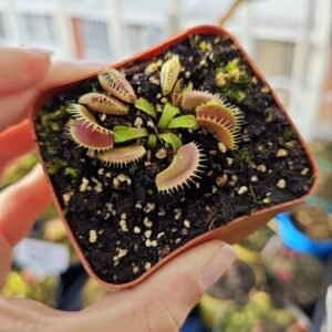 Dionaea Muscipula Bloody Nurse