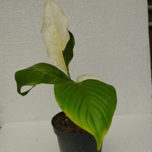 Spathiphyllum Picasso
