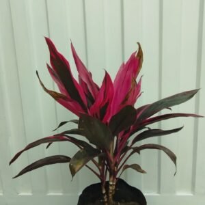 Cordyline Fruticosa
