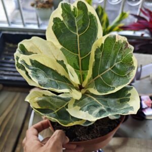 Ficus Lyrata Variegada