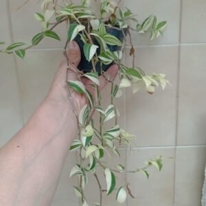Tradescanthia Zebrina Variegada